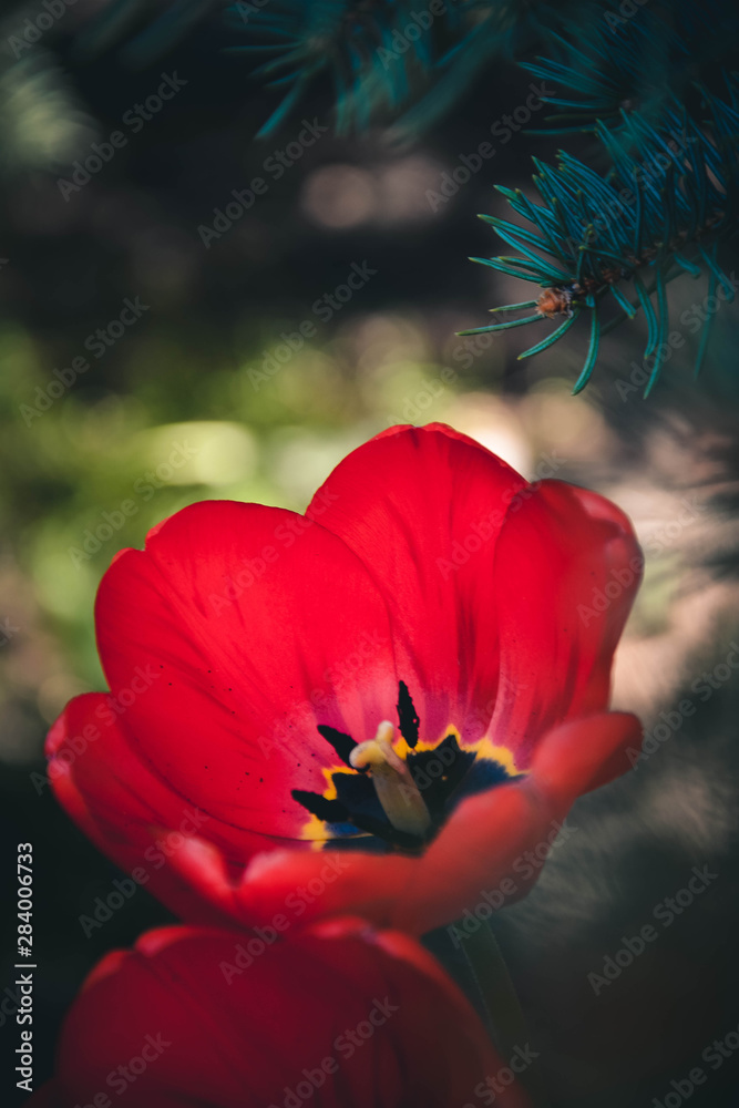 red tulip in garden