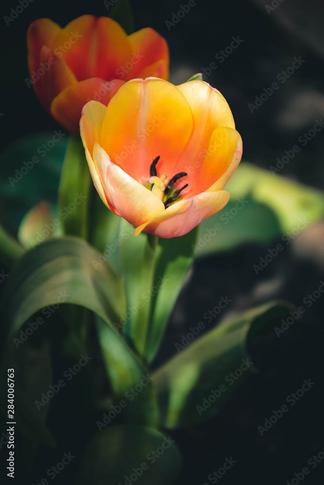 yellow tulips in the garden