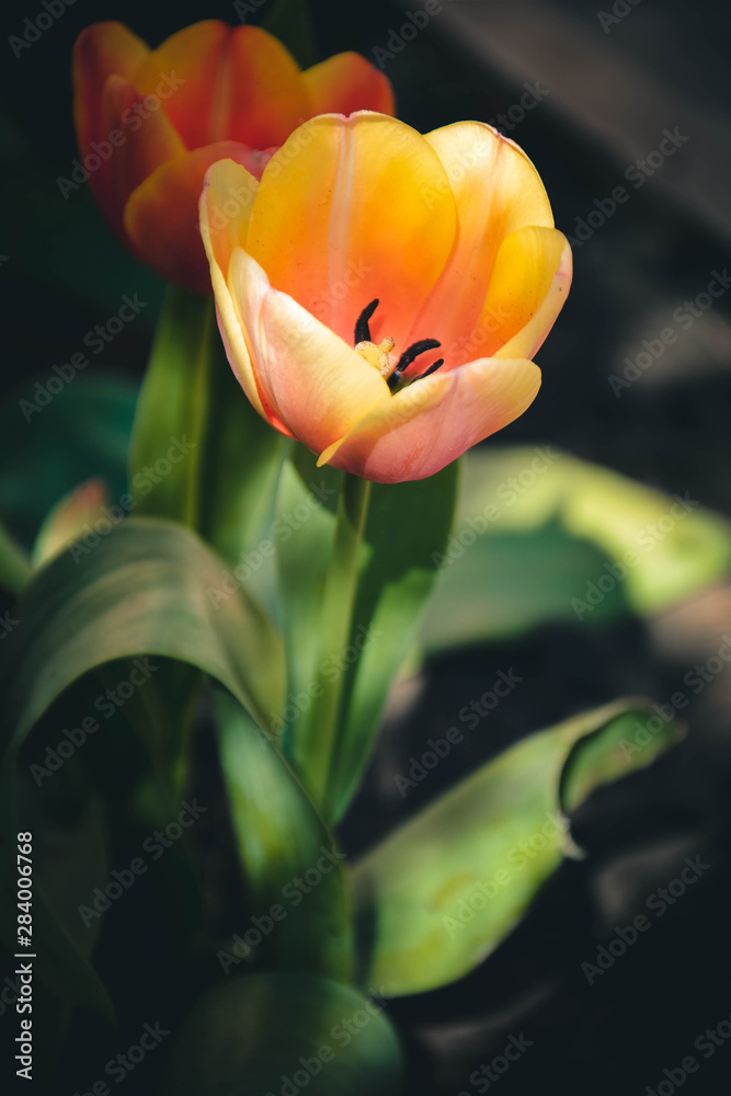 yellow tulips on a background
