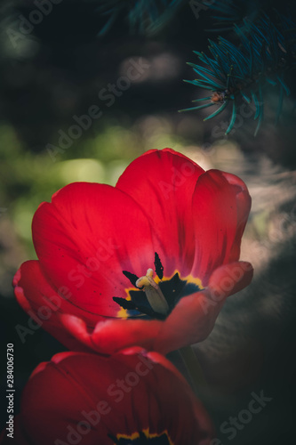 Obraz na płótnie red tulip in the garden w salonie