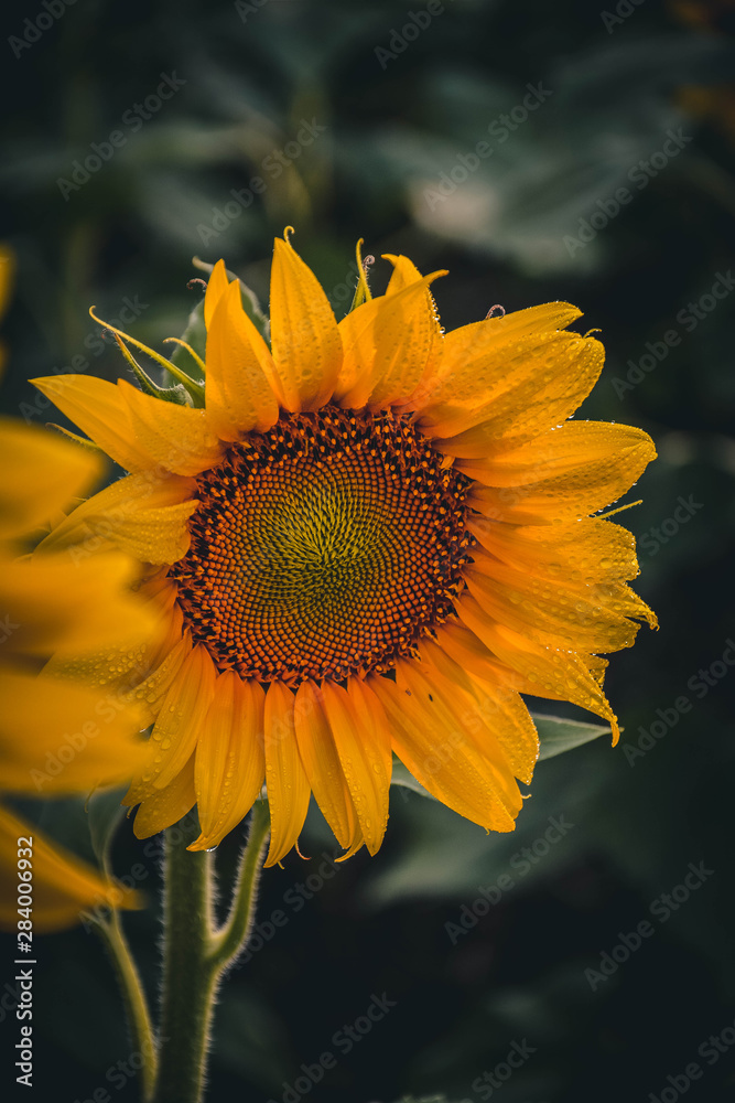 sunflower on background of blue sky