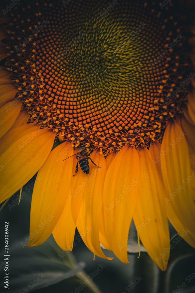 abstract background with sunflower