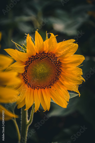 Obraz na płótnie sunflower on background of blue sky w salonie