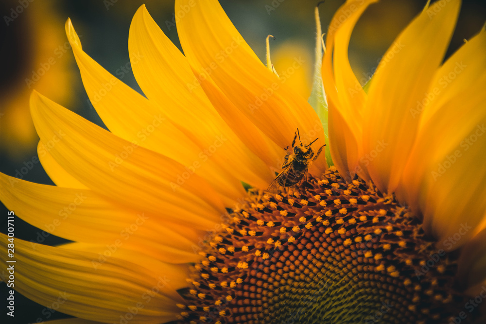 close up of sunflower