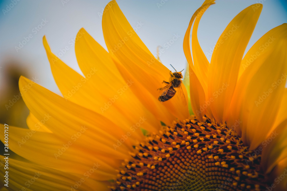 bee on sunflower