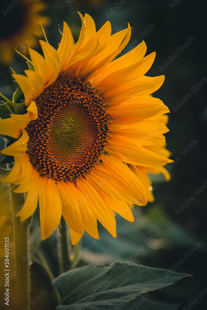 sunflower