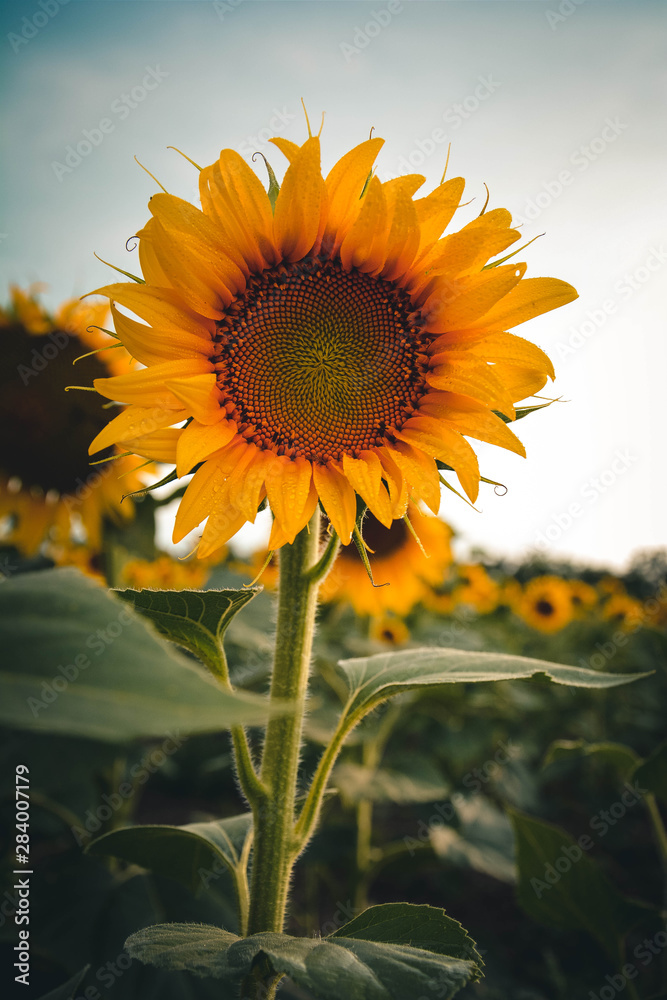 sunflower on background of blue sky