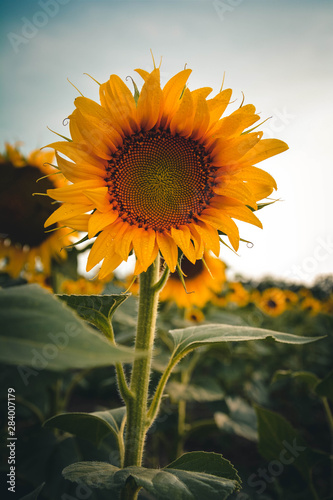 Obraz na płótnie sunflower on background of blue sky w salonie