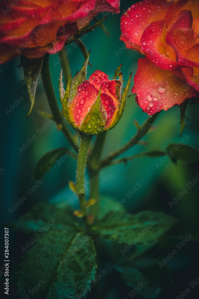 red rose in garden