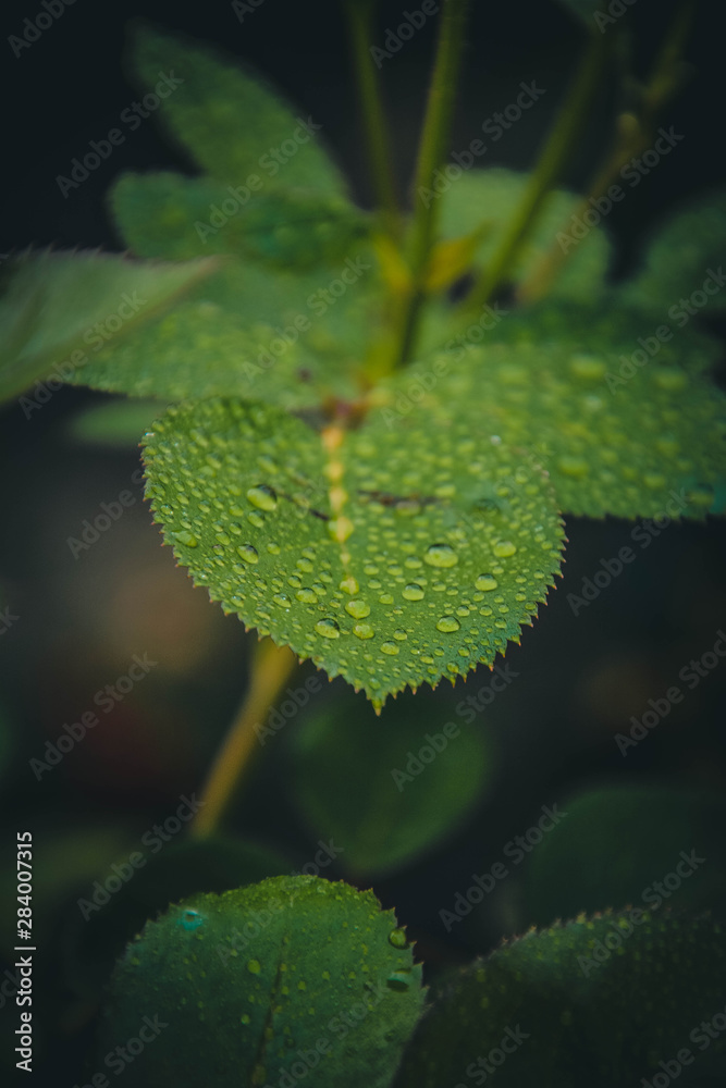 green leaf with drops of water green leaf with drops of water
