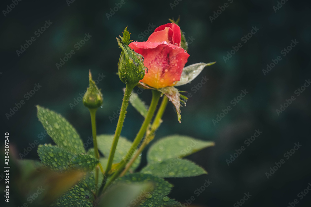 red rose with water drops