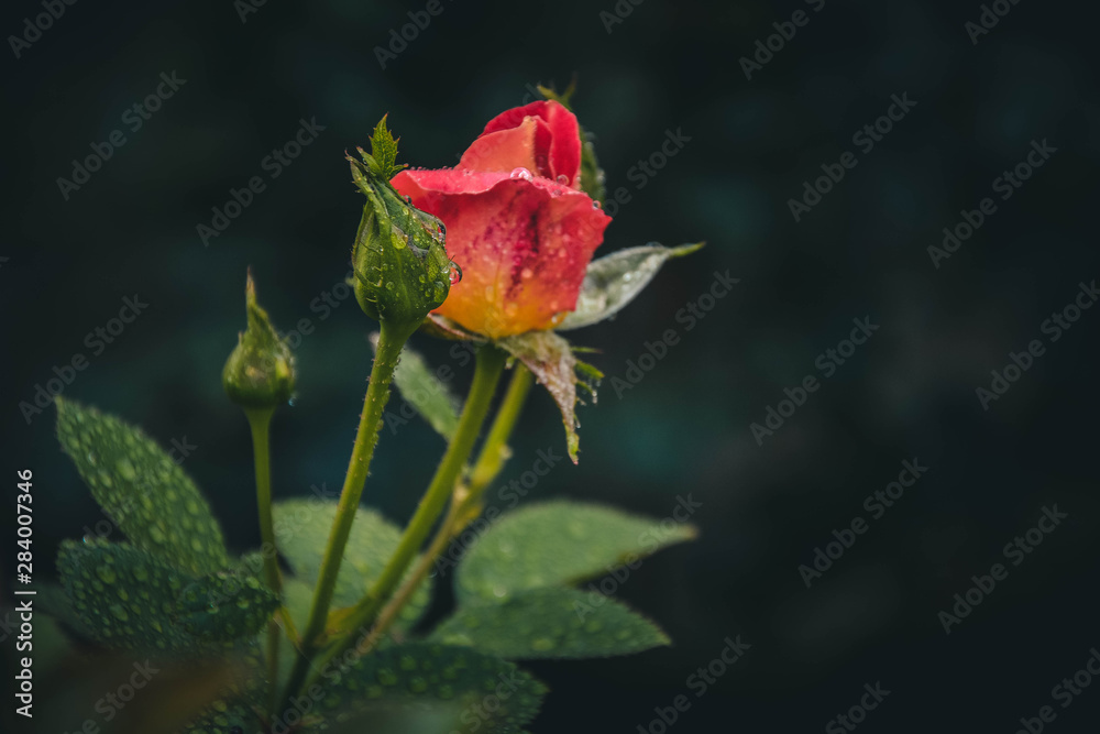red rose on black background