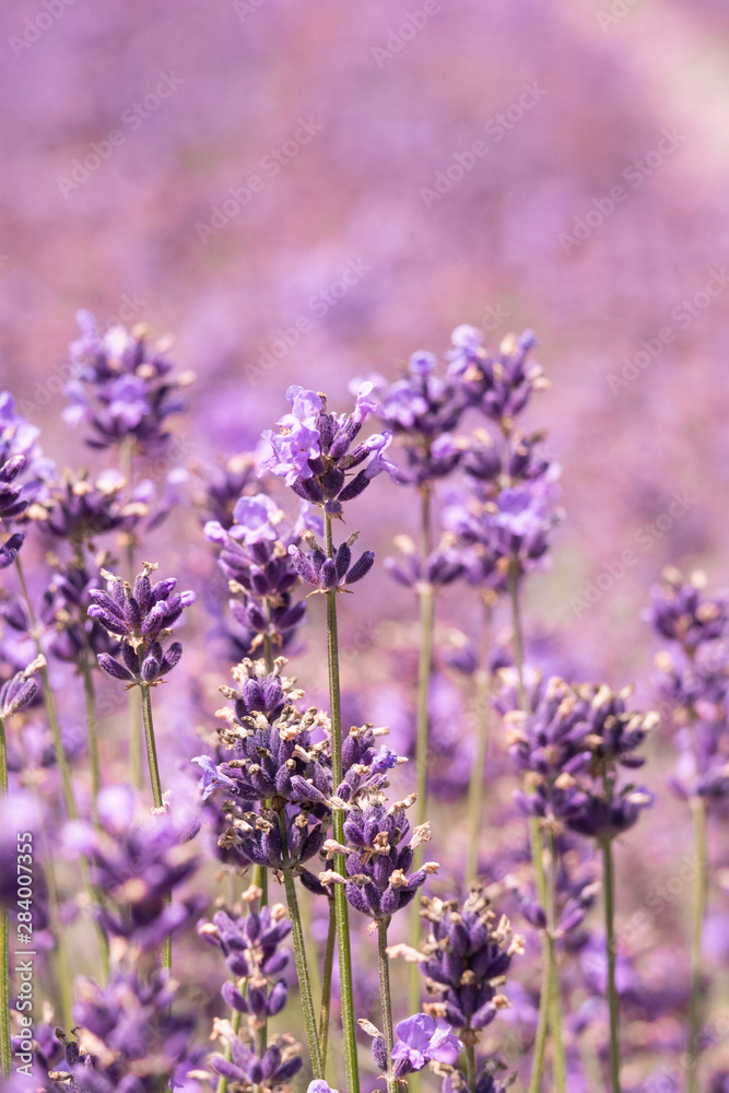 Obraz premium Lavender on lavenders field in bloom