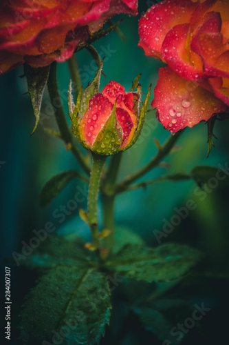 Obraz na płótnie red rose in garden w salonie