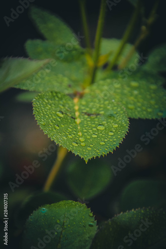 Obraz na płótnie green leaf with drops of water w salonie