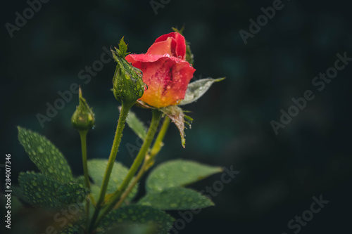 Obraz na płótnie red rose on black background w salonie