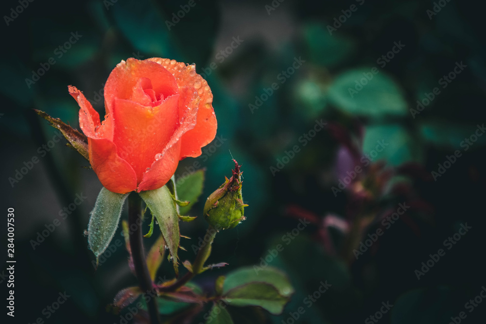 red rose in garden