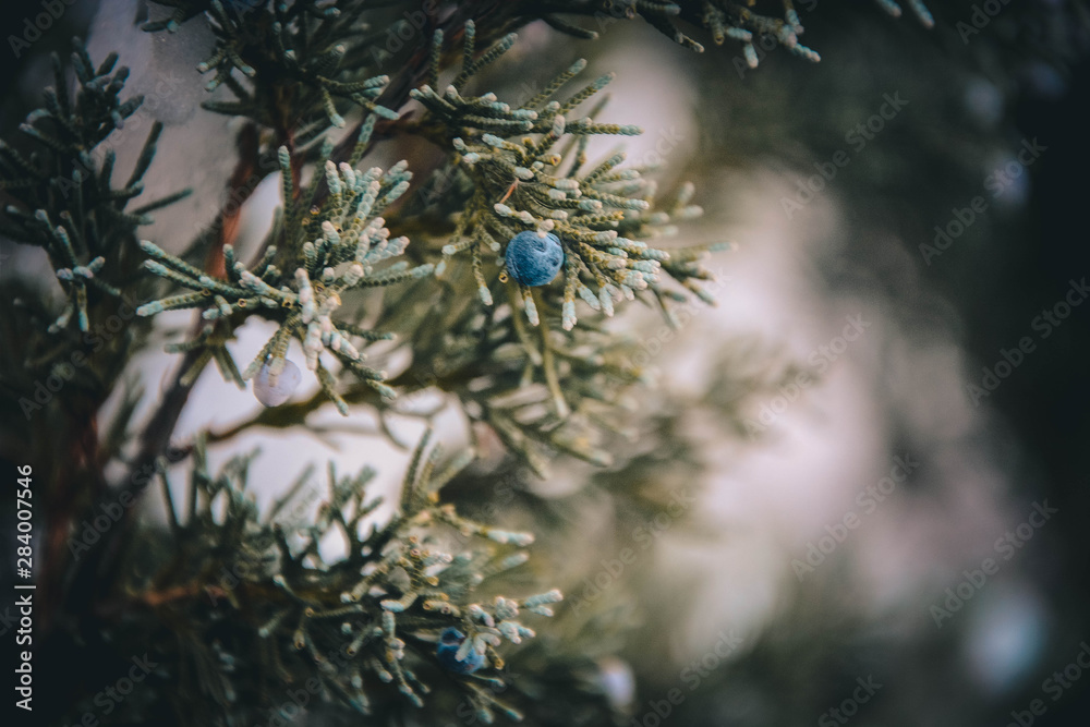 christmas tree in the snow