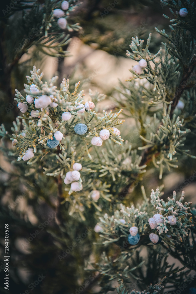 flowers on a tree