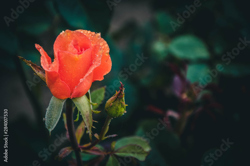 Obraz na płótnie red rose in garden w salonie