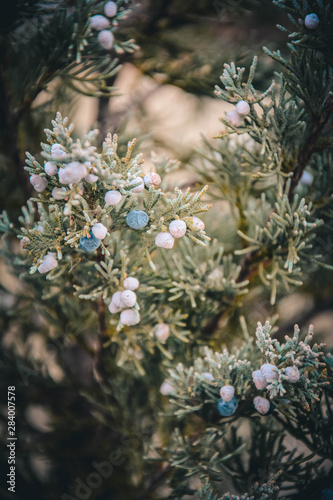 Obraz na płótnie flowers on a tree w salonie