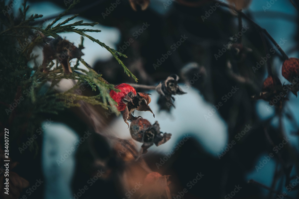 berries in water