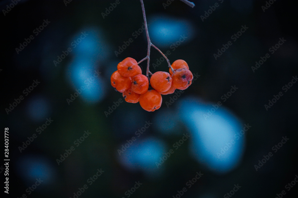 red flowers on black background