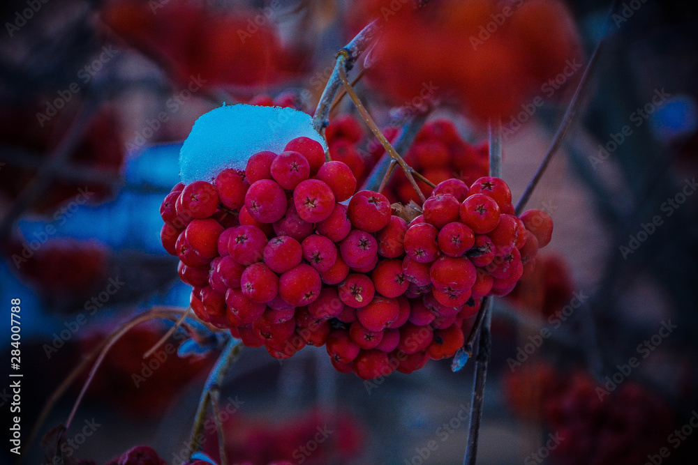 bunch of red grapes