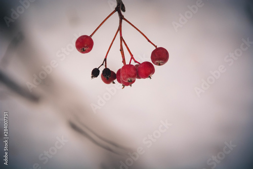 red berries on branch