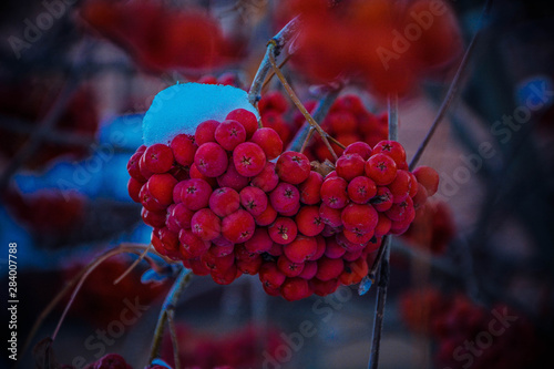 Obraz na płótnie bunch of red grapes w salonie