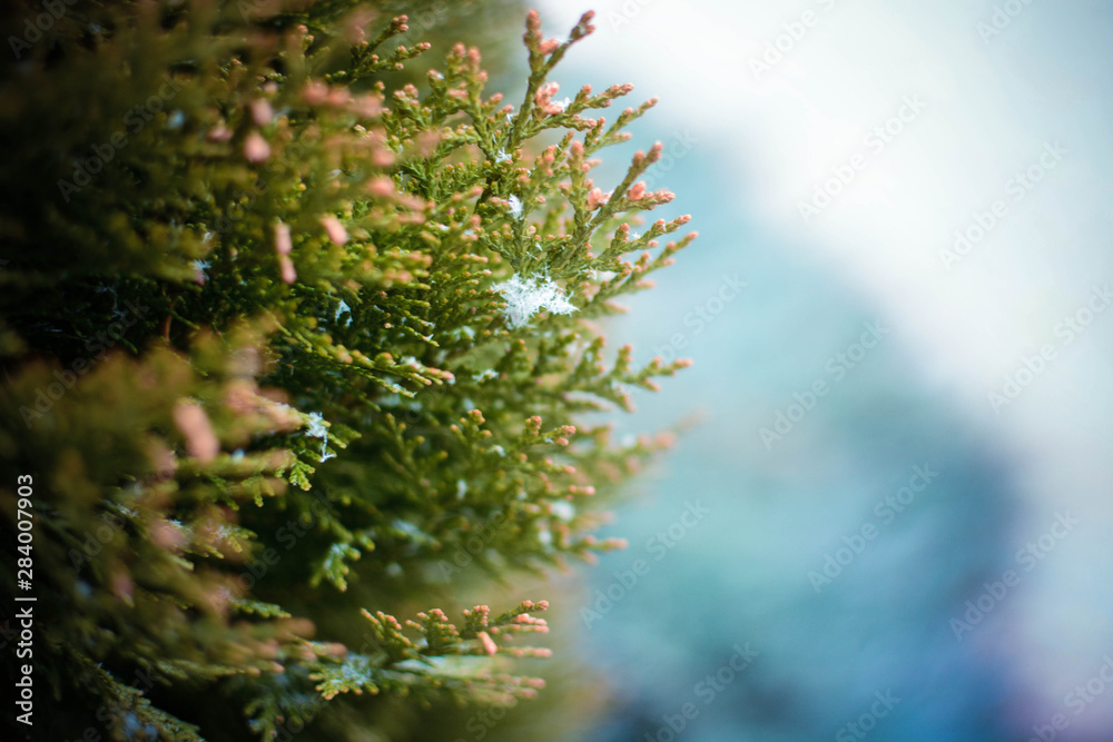 pine branch with cones