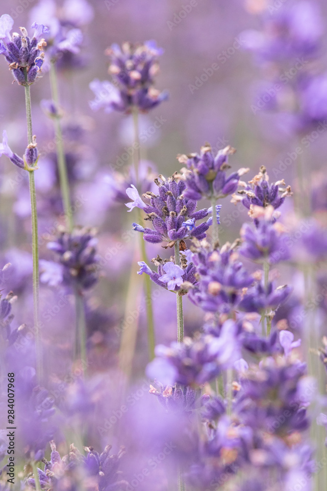 Obraz premium Lavender on lavenders field in bloom