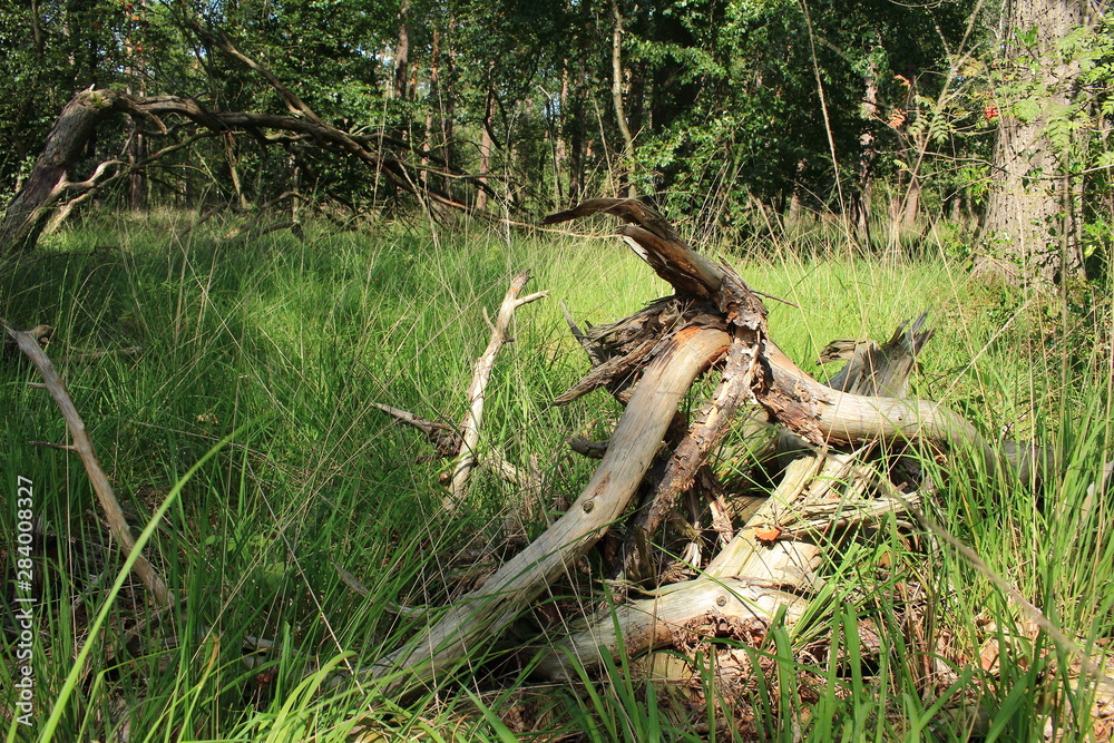 Obraz premium Der deutsche wilde Wald