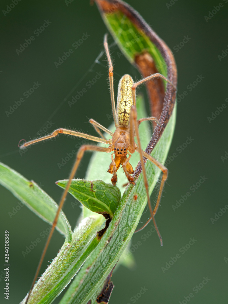 Naklejka premium Male silver long-jawed orb weaver spider, Tetragnatha laboriosa, amongst plant leaves, dorsal view, vertical