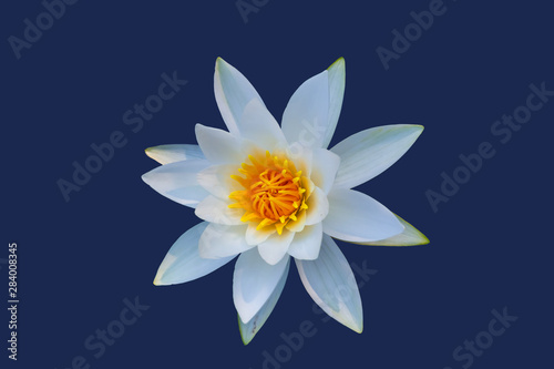 closeup beautiful white water lily isolater on a dark blue background, natural flower object