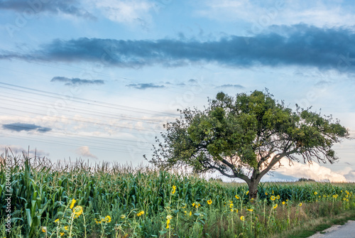 Baum mit Misteln am Rand eines Maisfeldes photo