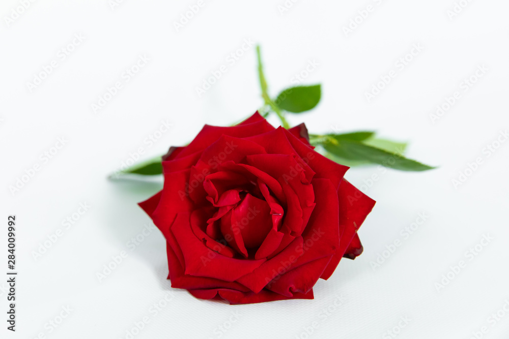 Naklejka premium Single beautiful red rose isolated on white background