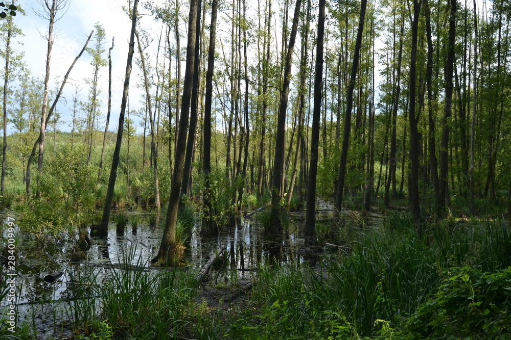 Swamp. trees in the water. nature background. Swamp. trees in the water. nature background.