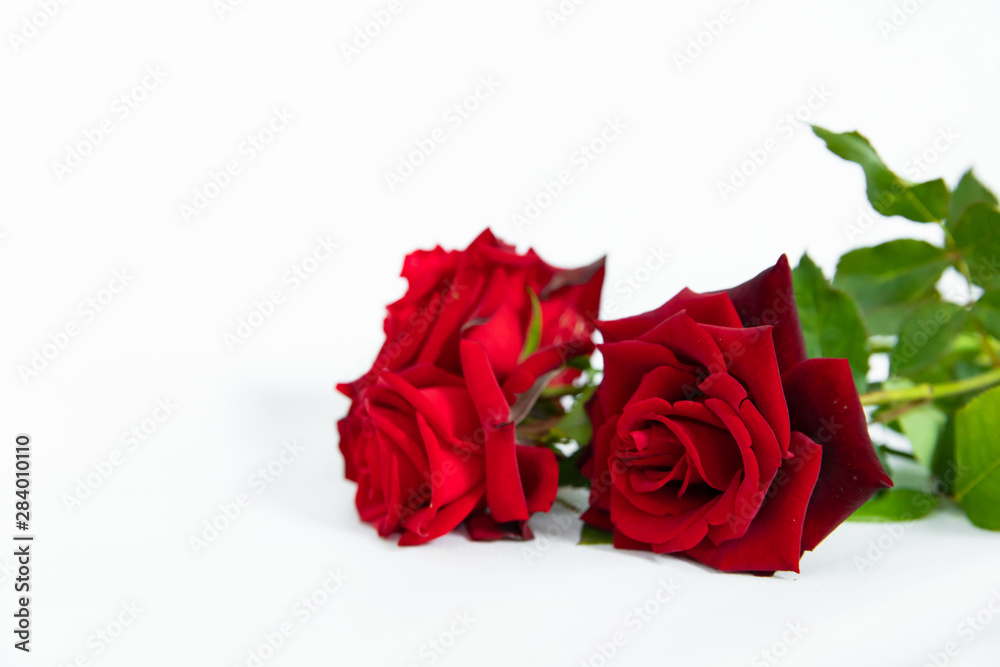 beautiful red roses isolated on white background beautiful red roses isolated on white background