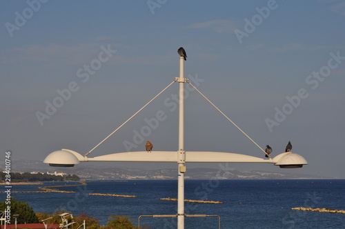 The beautiful bird pigeon in the environment photo