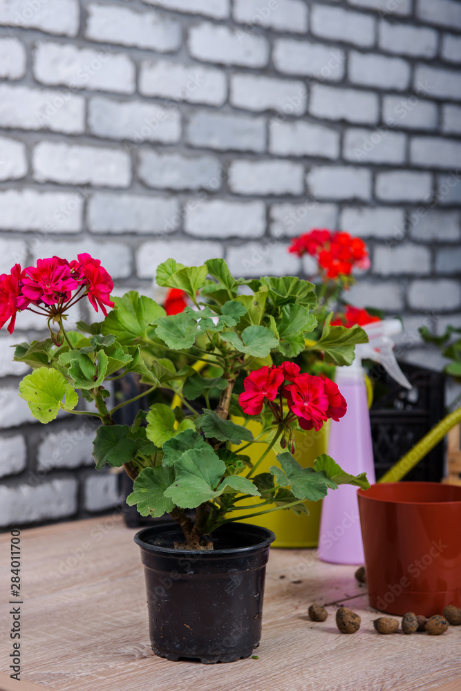 Geranium, Care for geraniums at home. 