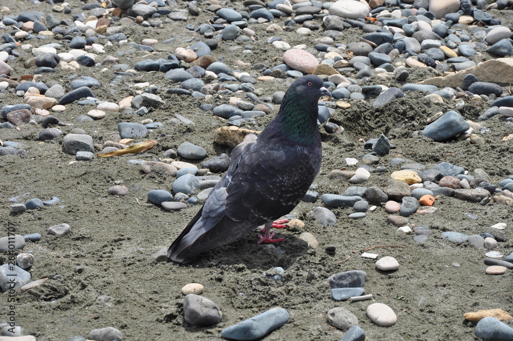Fototapeta premium The beautiful bird pigeon in the environment