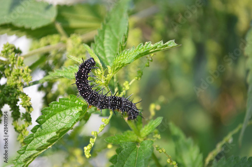 Black caterpillar on the leaves of the crop. photo