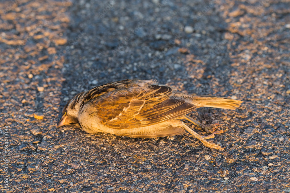 Dead bird. Road wars - death of a Sparrow. The killing of a bird. Death from the car. The terrible end of the chick.