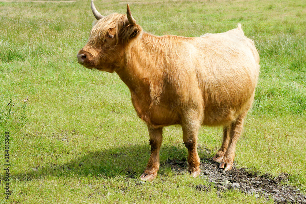 A brown highland cow on a field in Scotland A brown highland cow on a field in Scotland