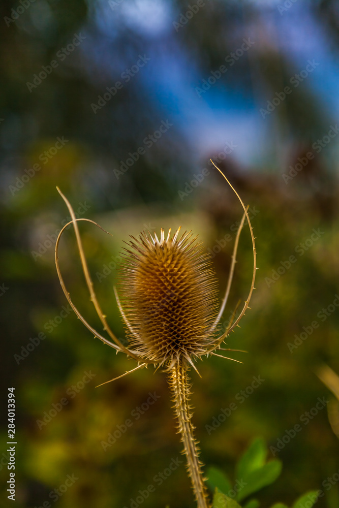 Thistle on green background of blue sky Thistle on green background of blue sky