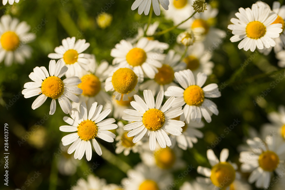 Tripleurospermum inodorum, wild chamomile, mayweed, false chamomile, and Baldr's brow, is the type species of Tripleurospermum. Tripleurospermum inodorum, wild chamomile, mayweed, false chamomile, and Baldr's brow, is the type species of Tripleurospermum.