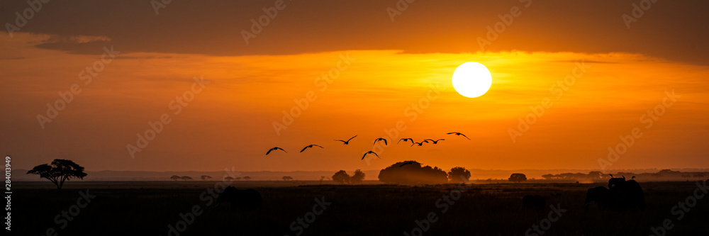 Golden African Sunset With Flock of Birds