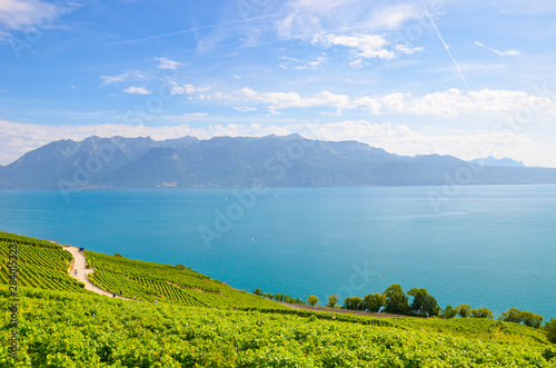 Amazing Lake Geneva surrounded by green vineyards on adjacent slopes. Photographed in famous Lavaux wine region, from village Riex. Switzerland wine making. Tourist attractions