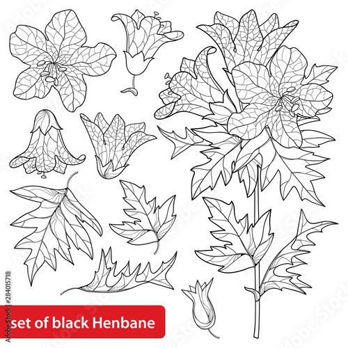 Set of outline toxic Hyoscyamus niger or Henbane or stinking nightshade flower bunch, fruit and leaf in black isolated on white background.